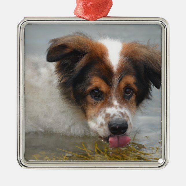 Förtjusande australian shepherd julgransprydnad metall (Framsidan)