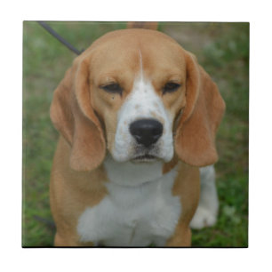 Förtjusande Beagle Kakelplatta