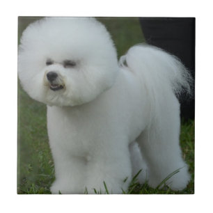 Förtjusande Bichon Kakelplatta