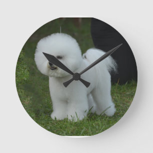Förtjusande Bichon Rund Klocka