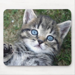 Förtjusande blåögd silverTabbykattunge Mousepad Musmatta