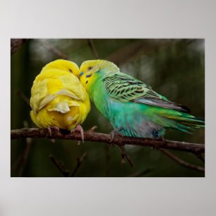 Förtjusande Budgies Poster
