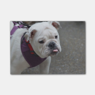 Förtjusande bulldogg post-it block