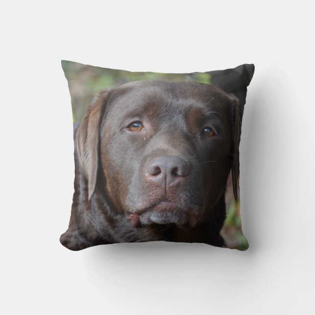Förtjusande chokladLabrador Retriever Kudde (Framsida)