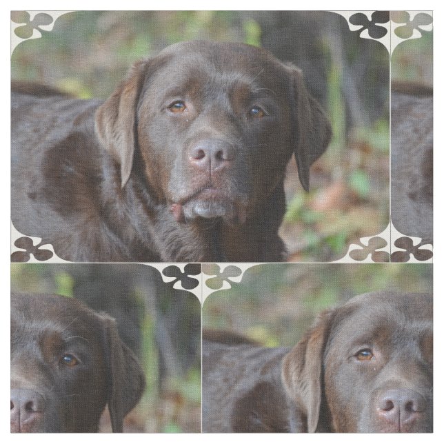 Förtjusande chokladLabrador Retriever Tyg (Närbild)