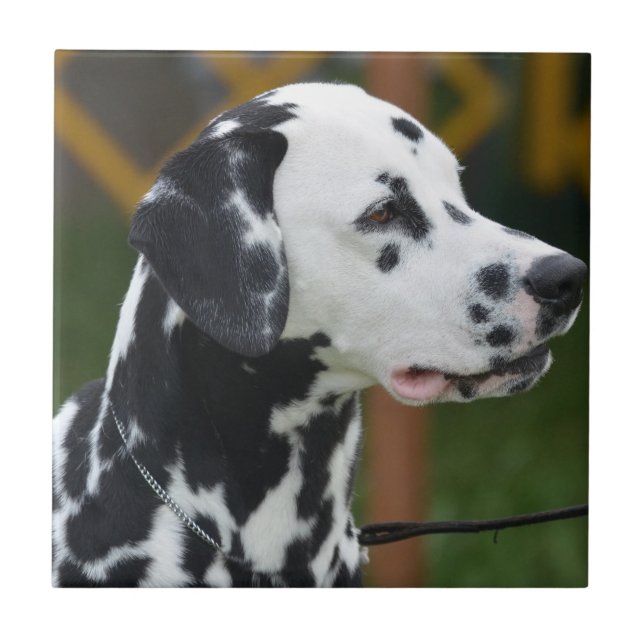 Förtjusande Dalmatian Kakelplatta (Framsidan)