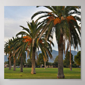 Förtjusande Date-träd Poster