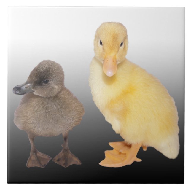 Förtjusande Ducklings fotograferar Kakelplatta (Framsidan)