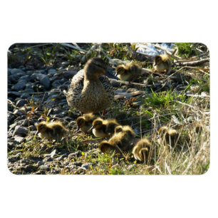 Förtjusande ducklings magnet