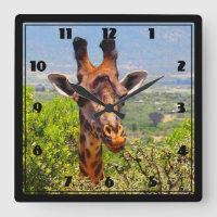Förtjusande giraff som petar hans huvud ovanför
