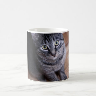 Förtjusande grå färgkatt kaffemugg