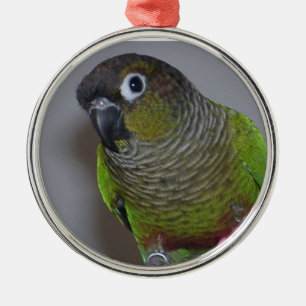 Förtjusande Greencheek Conure Julgransprydnad Metall