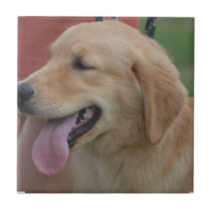 Förtjusande guld- Retriever Kakelplatta