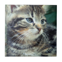 Förtjusande gullig kattunge