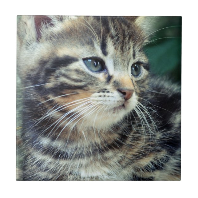 Förtjusande gullig kattunge kakelplatta (Framsidan)