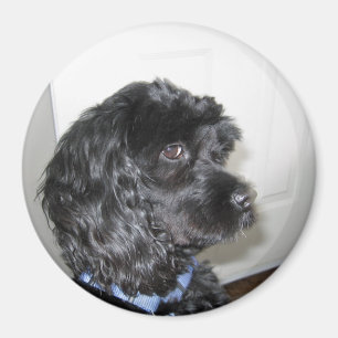 Förtjusande hundmagnet magnet