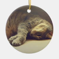 Förtjusande katt