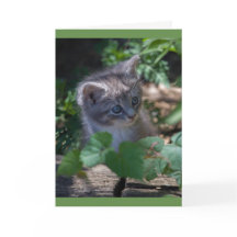 Förtjusande kattungefödelsedagkort