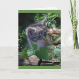 Förtjusande kattungefödelsedagkort kort