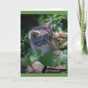 Förtjusande kattungefödelsedagkort kort