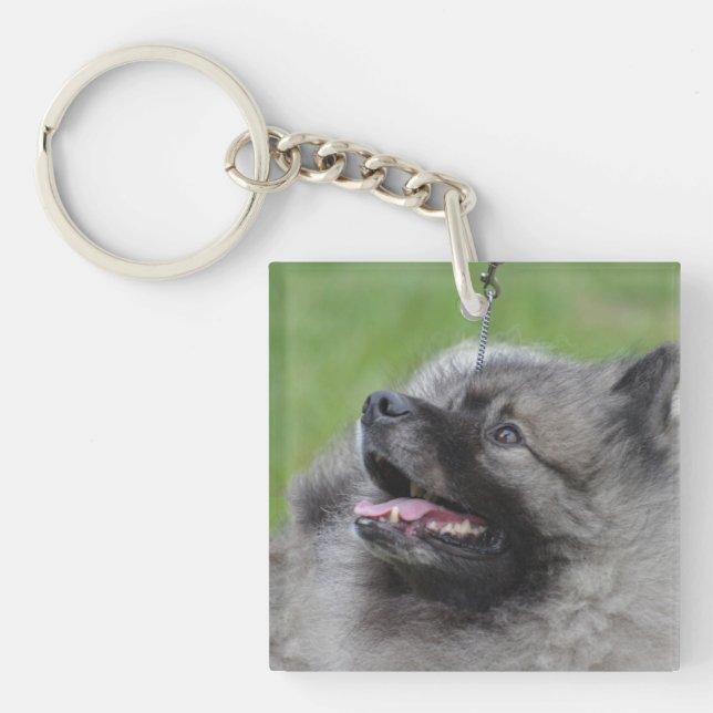 Förtjusande Keeshond (Framsidan)