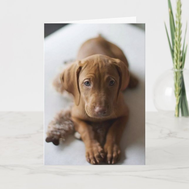 Förtjusande kort för födelsedag för Vizsla (Framsida)
