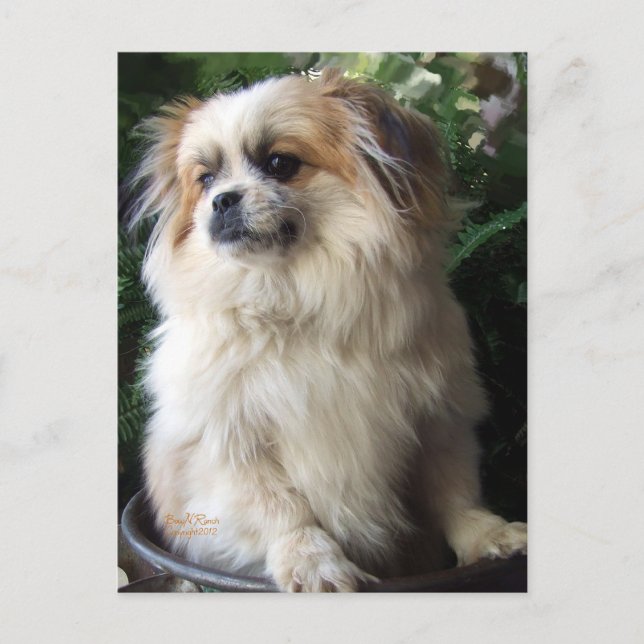 Förtjusande lång hårräddinghund vykort (Framsida)