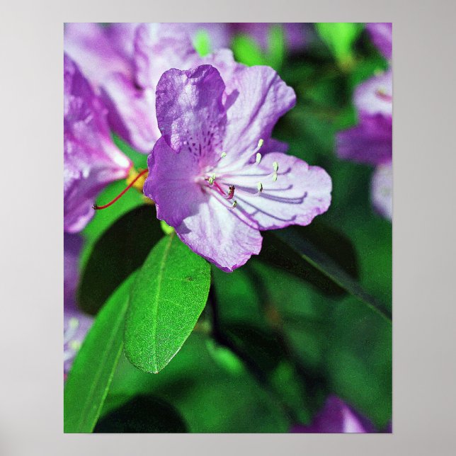 Förtjusande Lavender Poster II (Framsidan)