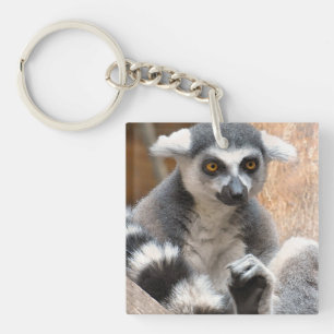 Förtjusande Lemur
