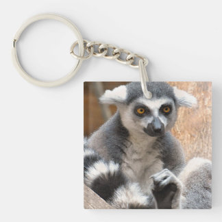 Förtjusande Lemur