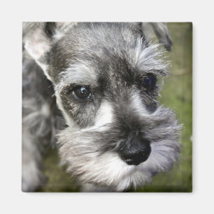 Förtjusande magnet för miniatyrSchnauzervalp