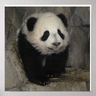 Förtjusande pandaaffisch poster