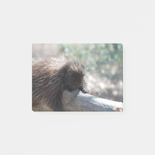 Förtjusande Porcupine Post-it Block (Framsida)