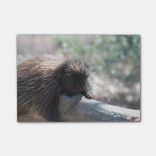 Förtjusande Porcupine Post-it Block