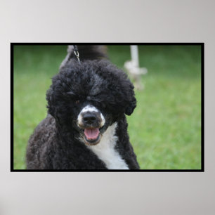 Förtjusande portugisisk vattenhund poster