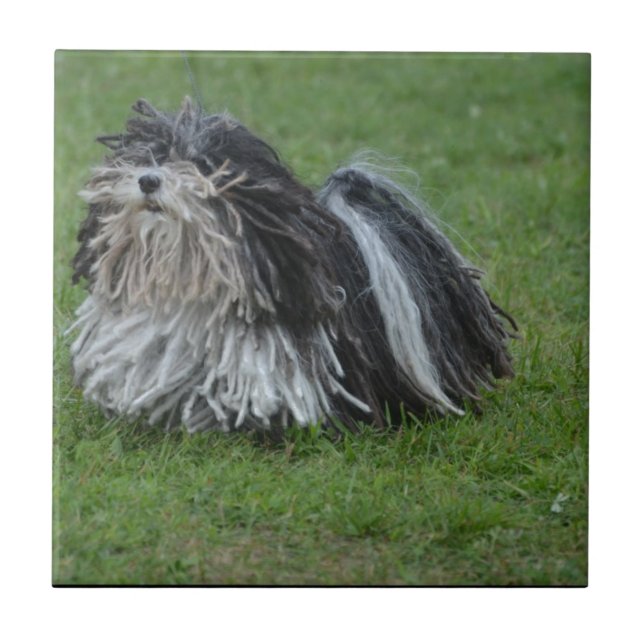 Förtjusande Puli hund Kakelplatta (Framsidan)