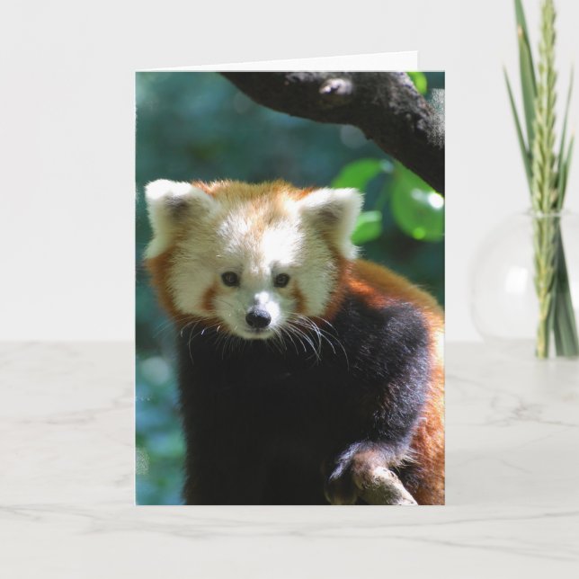 Förtjusande rött Pandahälsningkort Kort (Framsida)