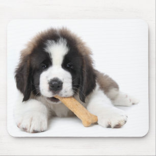 Förtjusande St Bernard valp som tuggar på ett Musmatta