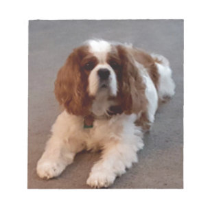 Förtjusande stolt Spaniel för kung Charles Anteckningsblock