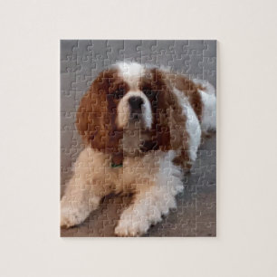 Förtjusande stolt Spaniel för kung Charles Pussel