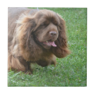 Förtjusande Sussex Spaniel Kakelplatta