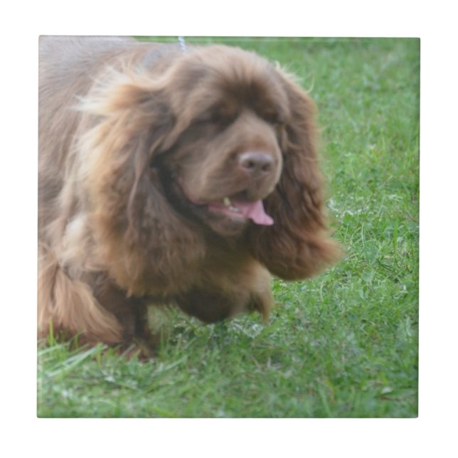Förtjusande Sussex Spaniel Kakelplatta (Framsidan)