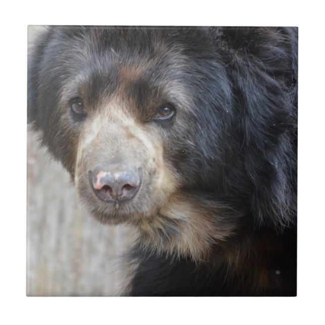 Förtjusande svart björn kakelplatta (Framsidan)