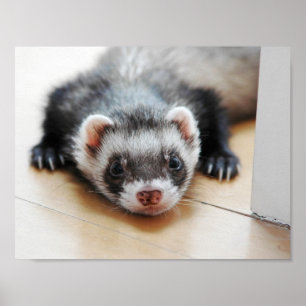 Förtjusande svart vessla poster