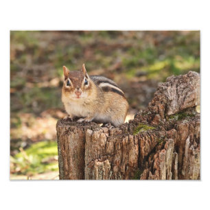 Förtjusande tjock och fluffig jordekorre fototryck