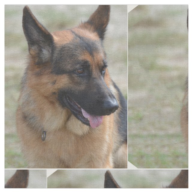 Förtjusande tysk herde tyg (Närbild)