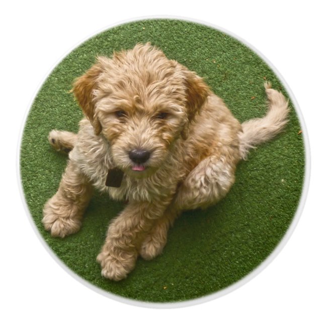 Förtjusande valp knopp (Framsidan)