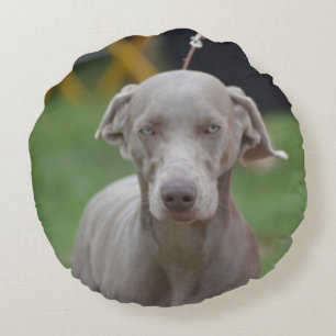 Förtjusande Weimaraner Rund Kudde