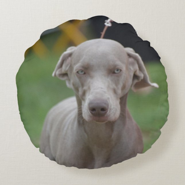 Förtjusande Weimaraner Rund Kudde (Baksidan)