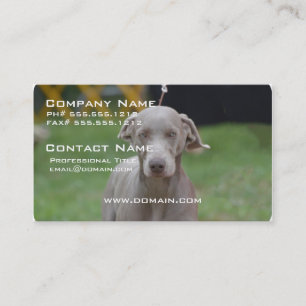 Förtjusande Weimaraner Visitkort